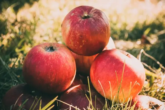 representative image for 'Apple Picking' category