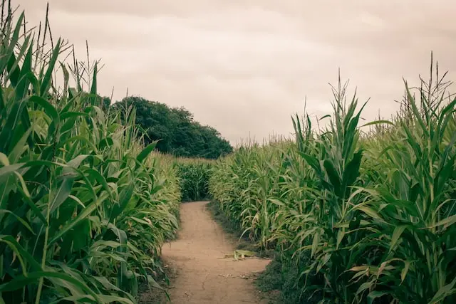 representative image for 'Corn Maze' category