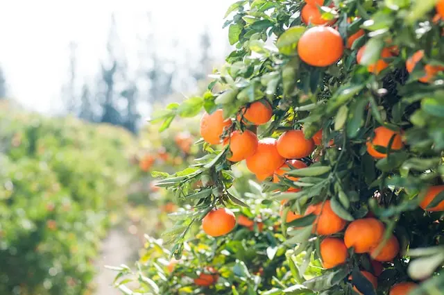 representative image for 'Fruit Picking Farms' category