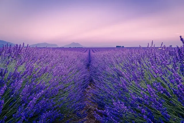 representative image for 'Lavender Farm' category