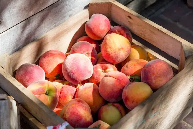 representative image for 'Peach Picking' category