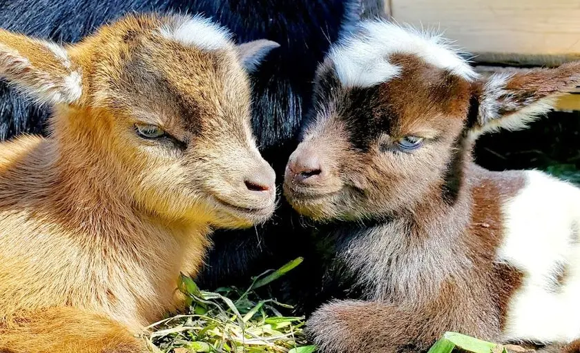 representative image for 'Petting Zoos' category