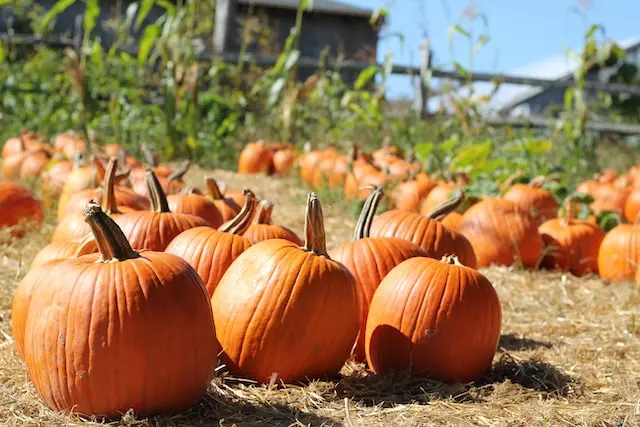 representative image for 'Pumpkin Patches' category