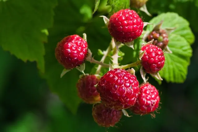 representative image for 'Raspberry Picking' category