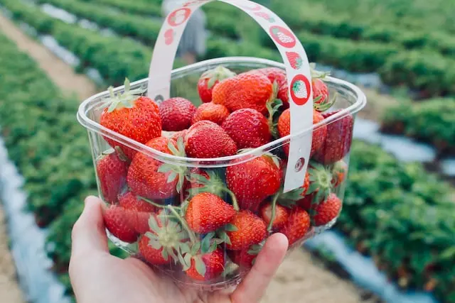 representative image for 'Strawberry Picking' category