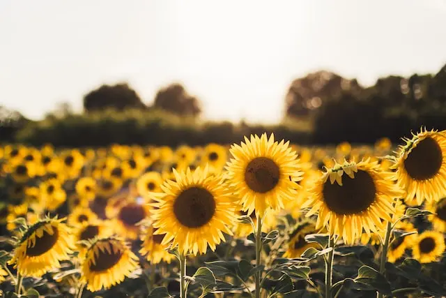 representative image for 'Sunflower Fields' category