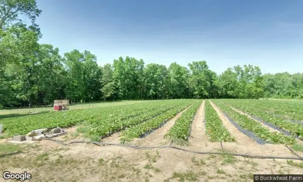 Street Views of Buckwheat Farm Apex, North Carolina - 1