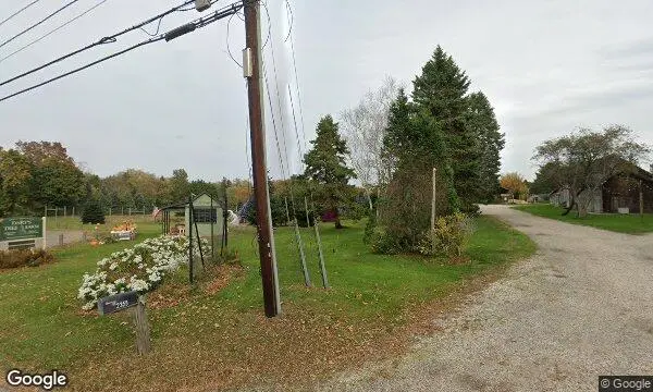 Street Views of Christmas Tree  at Darts Christmas Tree Farm Southold, New york - 2