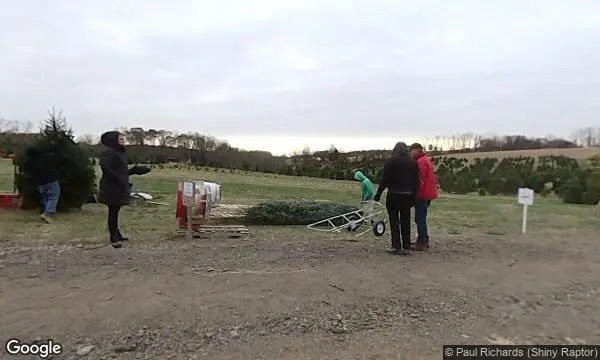 Street Views of Christmas Tree  at Davidson Christmas Tree Farm Upperco, Maryland - 1