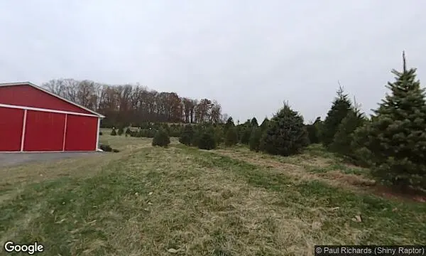 Street Views of Christmas Tree  at Davidson Christmas Tree Farm Upperco, Maryland - 3