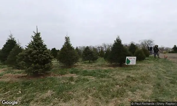 Street Views of Christmas Tree  at Davidson Christmas Tree Farm Upperco, Maryland - 4