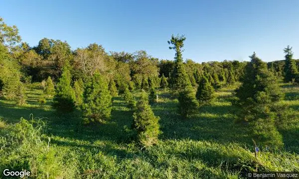 Street Views of Christmas Tree  at Holiday Acres Christmas Tree Farm Manvel, Texas - 1