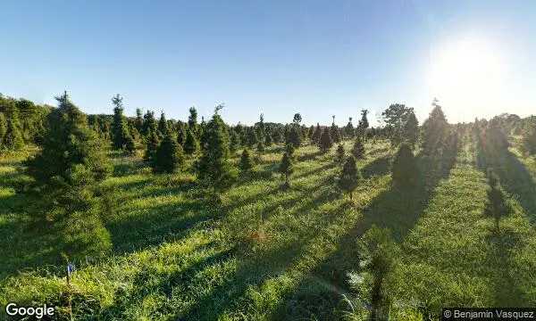 Street Views of Christmas Tree  at Holiday Acres Christmas Tree Farm Manvel, Texas - 2