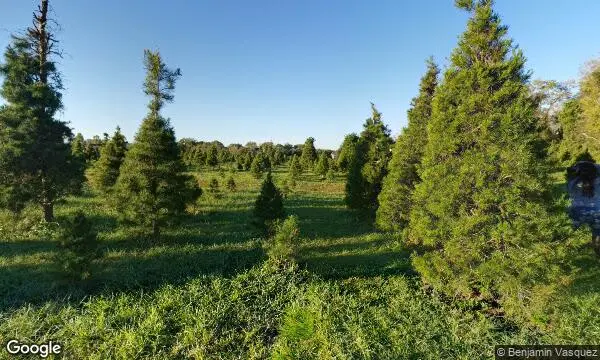 Street Views of Christmas Tree  at Holiday Acres Christmas Tree Farm Manvel, Texas - 4