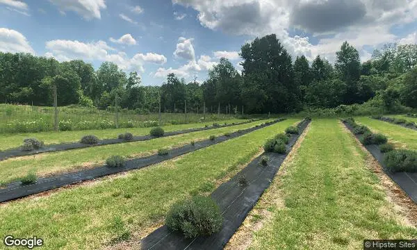 Street Views of Fruit Picking at Lavender Fields Herb Farm - Xmas Tree Farms near me Glen Allen, Virginia - 3