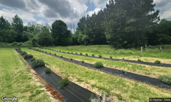 Street Views of Fruit Picking at Lavender Fields Herb Farm - Xmas Tree Farms near me Glen Allen, Virginia - 4