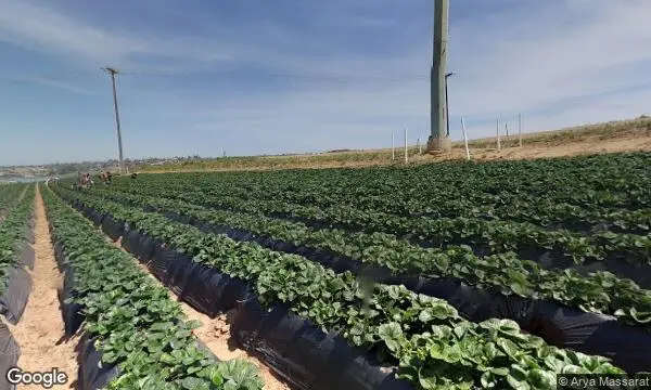 Street Views of Fruit Picking Farm at Carlsbad Strawberry Company Carlsbad, California - 1