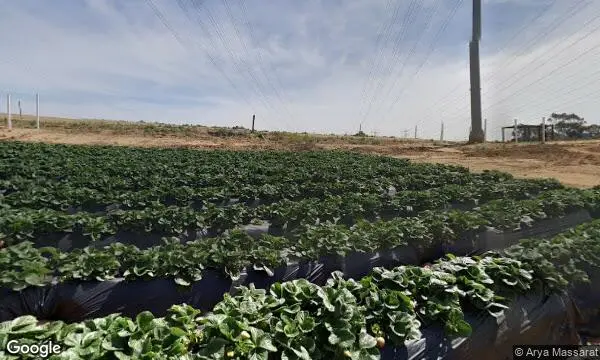 Street Views of Fruit Picking Farm at Carlsbad Strawberry Company Carlsbad, California - 2