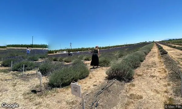 Street Views of Lavender  at Araceli Farms Dixon, California - 3