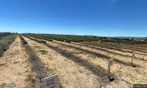 Street Views of Lavender  at Araceli Farms Dixon, California - 4