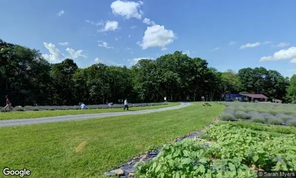 Street Views of Lavender  at Deep Creek Lavender Farm Accident, Maryland - 1