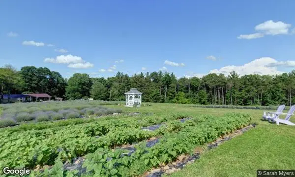 Street Views of Lavender  at Deep Creek Lavender Farm Accident, Maryland - 2