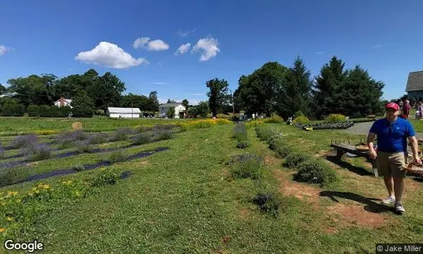 Street Views of Lavender  at Seven Oaks Lavender Farm Catlett, Virginia - 1
