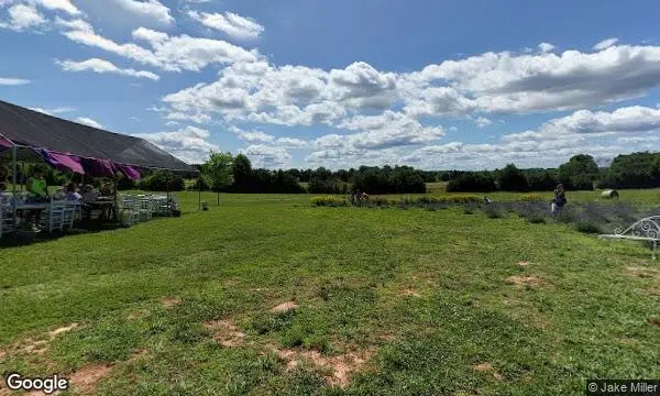 Street Views of Lavender  at Seven Oaks Lavender Farm Catlett, Virginia - 3