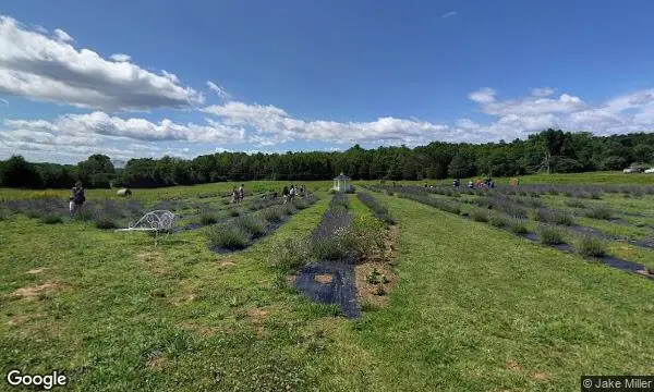 Street Views of Lavender  at Seven Oaks Lavender Farm Catlett, Virginia - 4