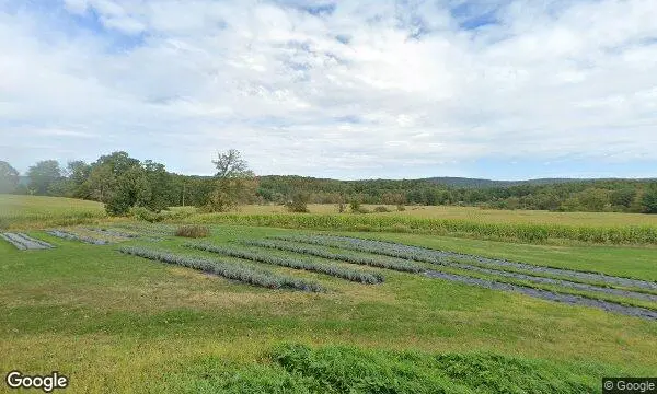Street Views of Lavender  at Vine Gate Lavender Floral Farm Hillsdale, New york - 2