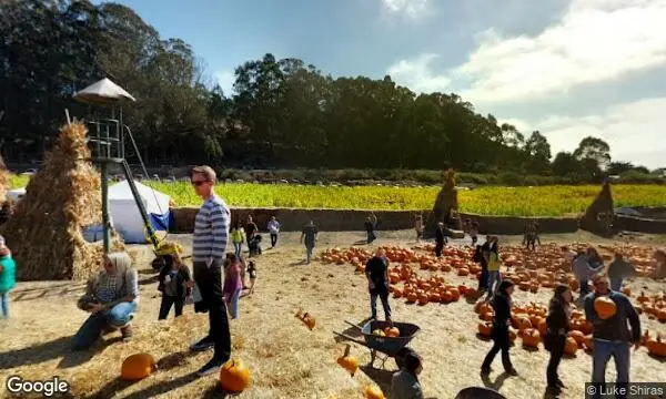 Street Views of Pumpkin  at Arata’s Pumpkin Farm Half Moon Bay, California - 2
