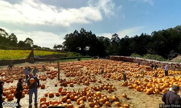 Street Views of Pumpkin  at Arata’s Pumpkin Farm Half Moon Bay, California - 3
