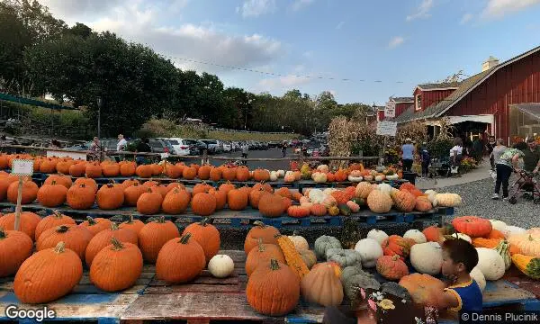 Street Views of Pumpkin  at Demarest Farms for Pumpkin Picking in New Jersey Hillsdale, New jersey - 1