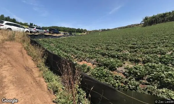 Street Views of Pumpkin at Stehly Farms Organics Valley Center, California - 1