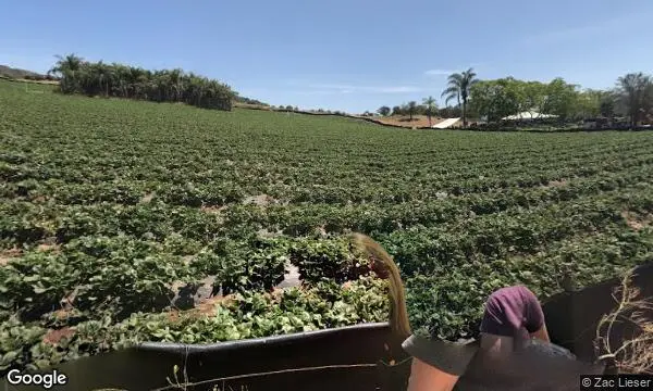 Street Views of Pumpkin at Stehly Farms Organics Valley Center, California - 2