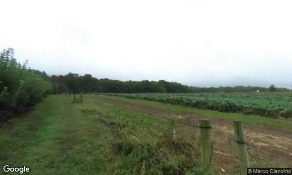 Street Views of Strawberry Picking at Lohr’s Orchard Churchville, Maryland - 3