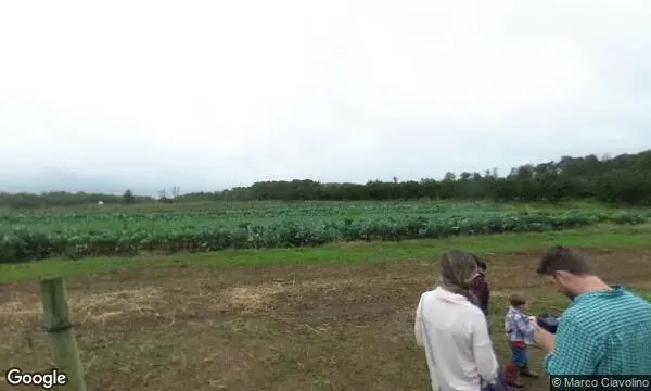 Street Views of Strawberry Picking at Lohr’s Orchard Churchville, Maryland - 4