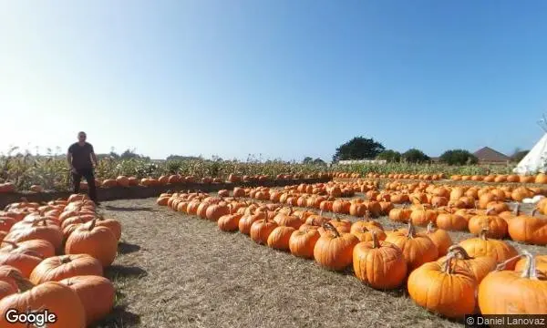 Street Views of Sunflower  at Andreotti Family Farms Pumpkin Patch Half Moon Bay, California - 4