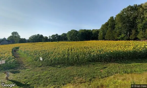 Street Views of Sunflower  at Buttonwood Farm Griswold, Connecticut - 3