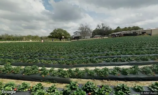 Street Views of Sunflower  at Froberg’s Farm Alvin, Texas - 2