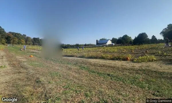 Street Views of Sunflower  at Johnson’s Corner Farm Medford, New jersey - 4