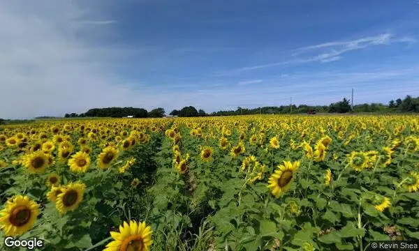 Street Views of Sunflower  at North Fork Sunflower Farm Mattituck, New york - 1