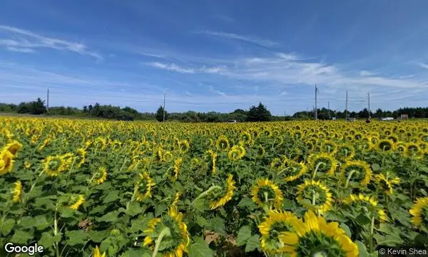 Street Views of Sunflower  at North Fork Sunflower Farm Mattituck, New york - 2