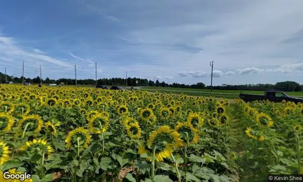 Street Views of Sunflower  at North Fork Sunflower Farm Mattituck, New york - 3