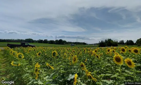 Street Views of Sunflower  at North Fork Sunflower Farm Mattituck, New york - 4