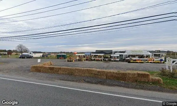 Street Views of Sunflower Field at Pattys Berries and Bunches Mattituck, New york - 3