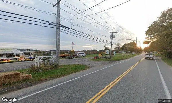 Street Views of Sunflower Field at Pattys Berries and Bunches Mattituck, New york - 4
