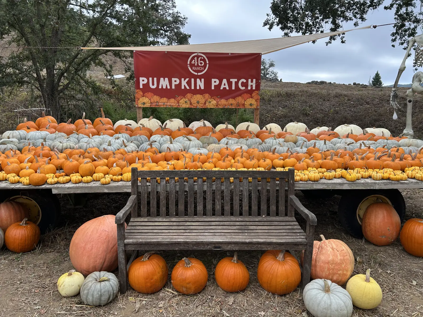 Photo of Pumpkin at 46 Ranch Pumpkin Patch Templeton, California