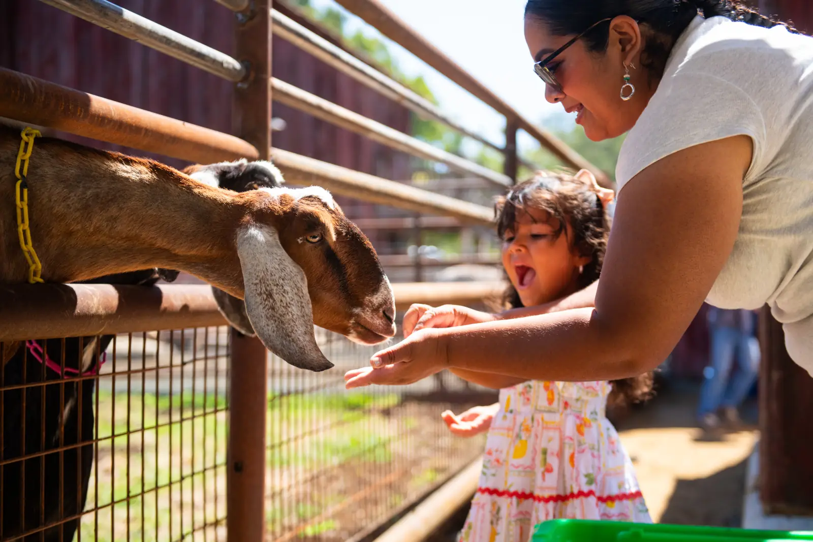 representative photo for Pumpkin Patches in Templeton, California