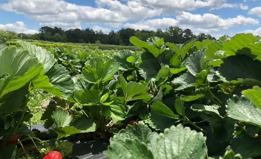 Photo of  Adams Farm Fayetteville, Georgia